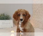 Small Photo #1 Cavapoo Puppy For Sale in MEADVILLE, PA, USA