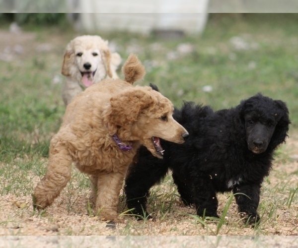 Medium Photo #16 Poodle (Standard) Puppy For Sale in GARWOOD, TX, USA
