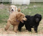Small Photo #16 Poodle (Standard) Puppy For Sale in GARWOOD, TX, USA