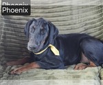 Small #1 Doberman Pinscher