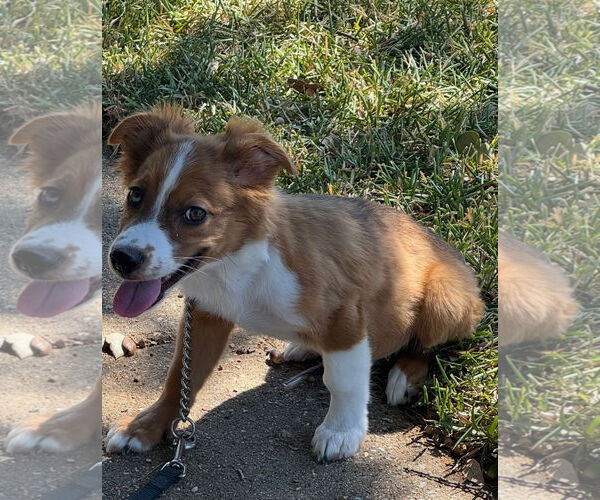 Medium Photo #1 Australian Shepherd-Spaniel Mix Puppy For Sale in Euless, TX, USA