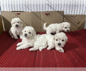 Bichon Frise Puppy for sale in Indore, Madhya Pradesh, India
