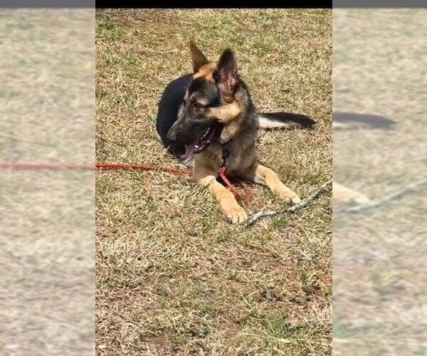 Medium Photo #3 German Shepherd Dog Puppy For Sale in LOGANVILLE, GA, USA