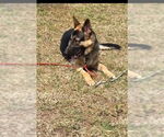 Small #2 German Shepherd Dog