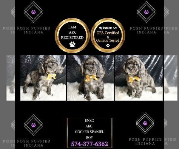Medium Photo #37 Cocker Spaniel Puppy For Sale in WARSAW, IN, USA