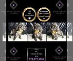 Small Photo #37 Cocker Spaniel Puppy For Sale in WARSAW, IN, USA