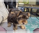Small #2 Yorkshire Terrier