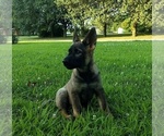 Small Photo #4 German Shepherd Dog Puppy For Sale in AVA, MO, USA