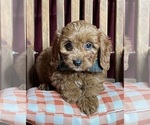 Small Photo #3 Cavapoo Puppy For Sale in DUNDEE, OH, USA