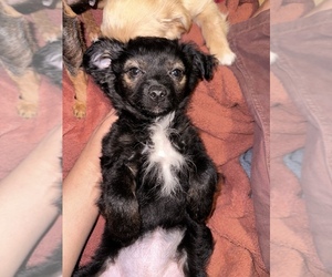 Chihuahua Puppy for sale in COACHELLA, CA, USA