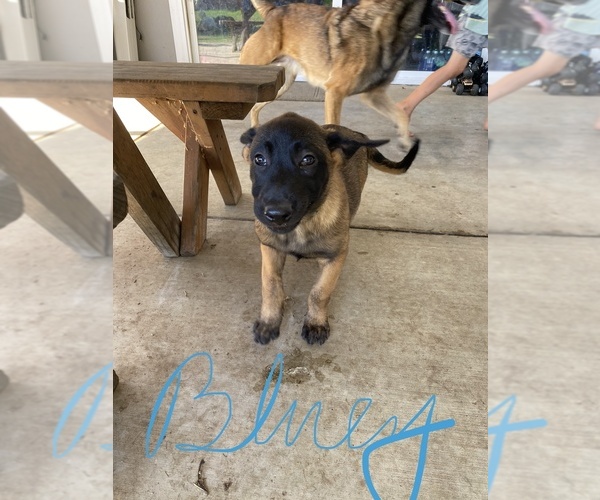 Medium Photo #5 Belgian Malinois Puppy For Sale in IMPERIAL BEACH, CA, USA