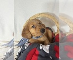 Small Photo #3 Golden Retriever Puppy For Sale in GREENFIELD, IN, USA