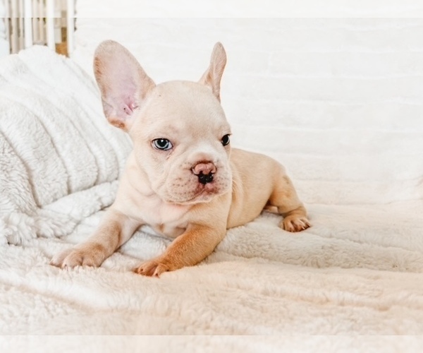 Medium Photo #3 French Bulldog Puppy For Sale in RIO RANCHO, NM, USA