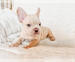 Small #2 French Bulldog