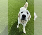 Small #13 Great Pyrenees