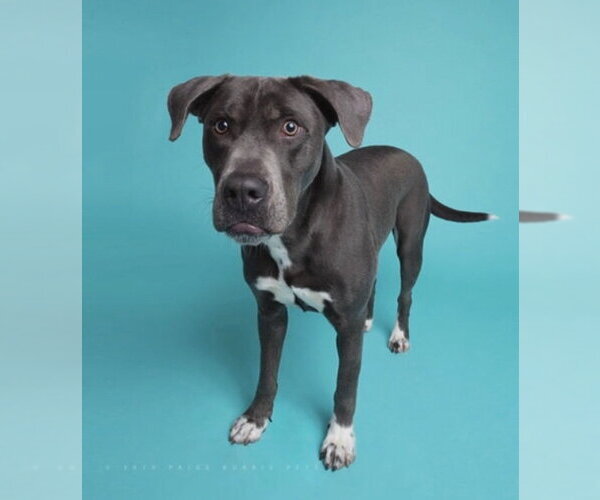 Medium Photo #18 American Staffordshire Terrier-Labrador Retriever Mix Puppy For Sale in Holly Springs, NC, USA