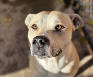 Mutt Dogs for adoption in Tulsa, OK, USA