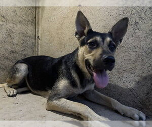 German Shepherd Dog-Unknown Mix Dogs for adoption in Oklahoma City, OK, USA