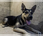 Small German Shepherd Dog Mix