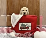 Small Photo #3 Goldendoodle Puppy For Sale in EVANS, GA, USA