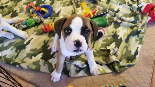 Medium Photo #1 Boxer Puppy For Sale in WORCESTER, MA, USA