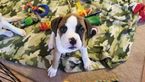 Small Photo #1 Boxer Puppy For Sale in WORCESTER, MA, USA