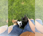 Small #4 Labrador Retriever Mix