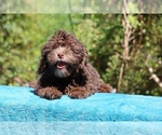 Small #3 ShihPoo