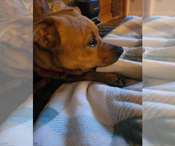 Medium Photo #3 Mutt Puppy For Sale in Minneaoplis, MN, USA