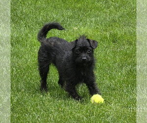 Mutt Dogs for adoption in St. Louis Park, MN, USA