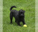 Small Mutt
