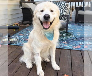 Golden Pyrenees Dogs for adoption in Spring Lake, NC, USA
