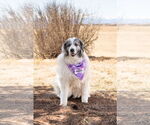 Small #1 Anatolian Shepherd-Great Pyrenees Mix