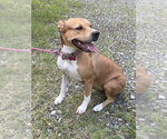 Small #1 Mutt