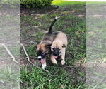 Small #2 German Shepherd Dog Mix