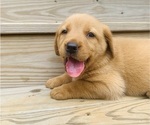 Puppy Brownie Labrador Retriever