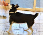 Small #3 Huskies  Mix