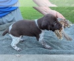 Puppy Granger German Shorthaired Pointer