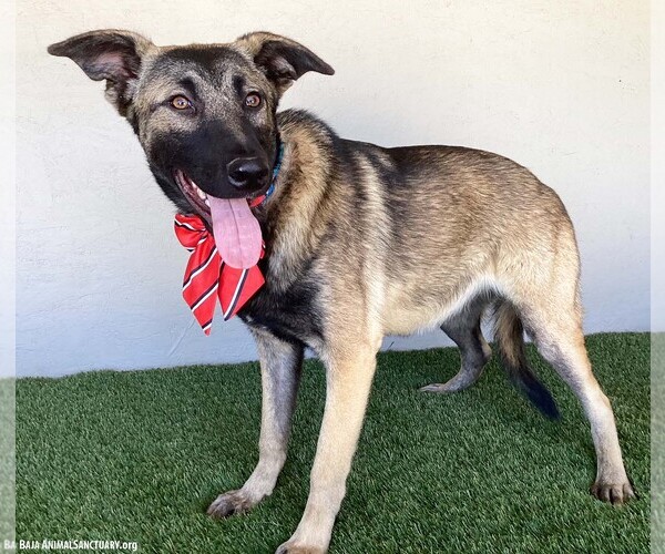 Medium Photo #8 German Shepherd Dog-Unknown Mix Puppy For Sale in San Diego, CA, USA
