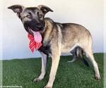 Small #7 German Shepherd Dog Mix