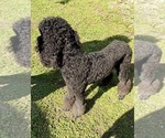 Small Photo #1 Poodle (Standard) Puppy For Sale in NAPLES, FL, USA