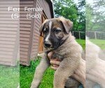 Small #9 German Shepherd Dog