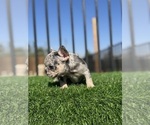 Small #27 French Bulldog