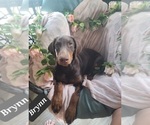 Small Photo #17 Doberman Pinscher Puppy For Sale in POMEROY, OH, USA