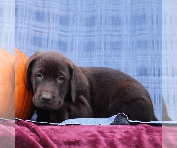 Medium Photo #2 Labrador Retriever Puppy For Sale in ELLIOTTSBURG, PA, USA