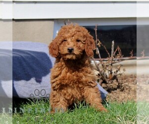 Goldendoodle (Miniature) Puppy for sale in AIRVILLE, PA, USA