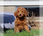 Small Goldendoodle (Miniature)