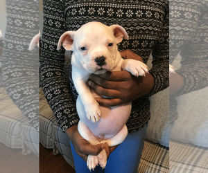 American Bully Puppy for sale in BOONE, IA, USA