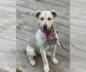 Mutt Dogs for adoption in Polson, MT, USA
