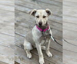 Small Mutt
